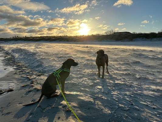 Rhodesian Ridgeback-Beitrag-Bild