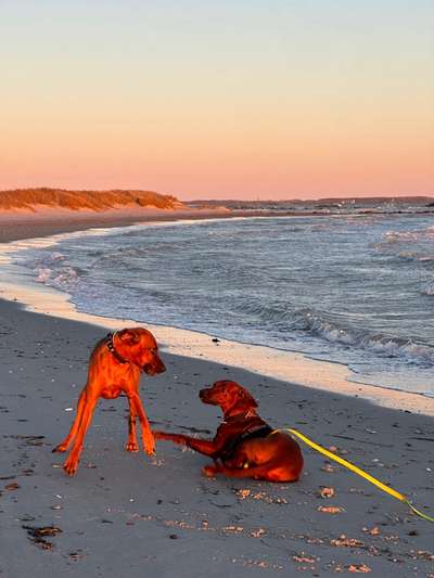 Rhodesian Ridgeback-Beitrag-Bild