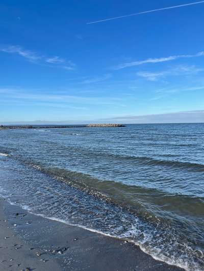 Rhodesian Ridgeback-Beitrag-Bild