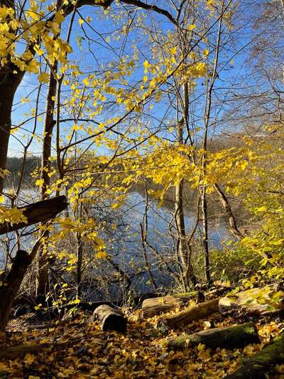 Rhodesian Ridgeback-Beitrag-Bild