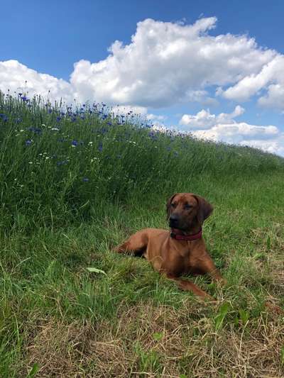 Die Dogorama Monats Challenge "Es grünt und blüht"-Beitrag-Bild