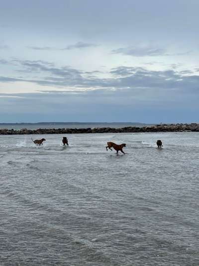 Rhodesian Ridgeback-Beitrag-Bild