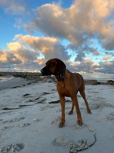 Rhodesian Ridgeback-Beitrag-Bild