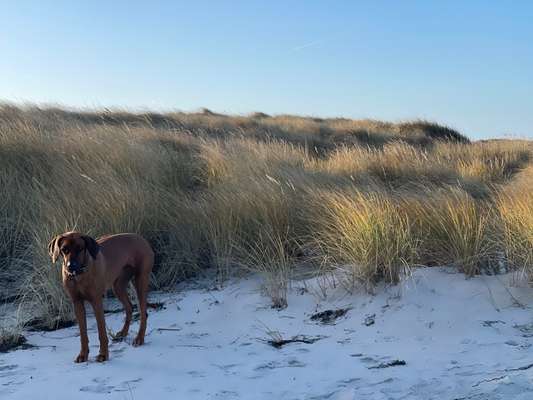 Rhodesian Ridgeback-Beitrag-Bild