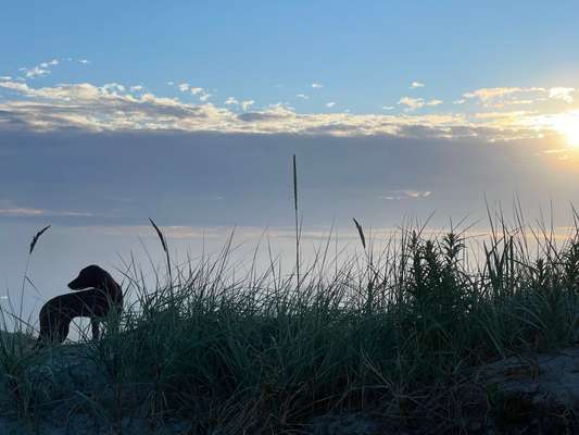 Rhodesian Ridgeback-Beitrag-Bild