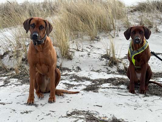 Rhodesian Ridgeback-Beitrag-Bild