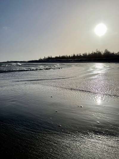 Rhodesian Ridgeback-Beitrag-Bild