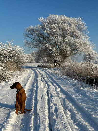 Rhodesian Ridgeback-Beitrag-Bild
