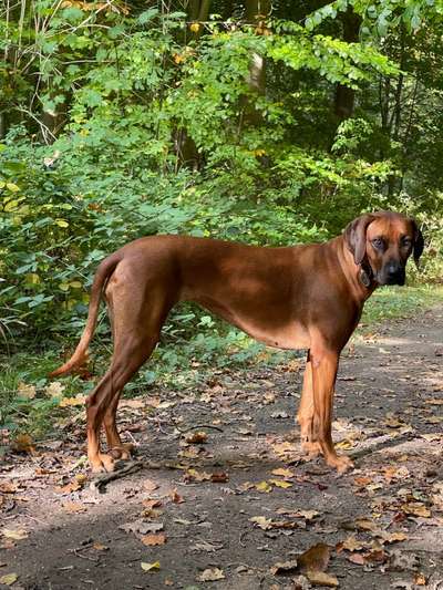 Rhodesian Ridgeback-Beitrag-Bild