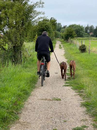 Rhodesian Ridgeback-Beitrag-Bild