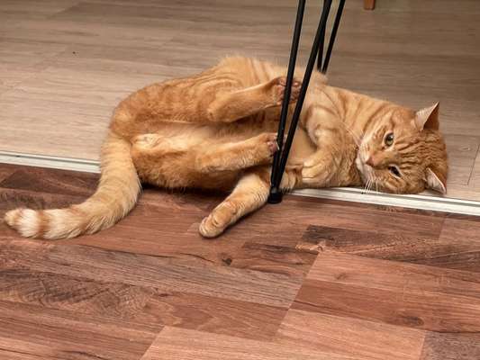 Rhodesian Ridgeback-Beitrag-Bild