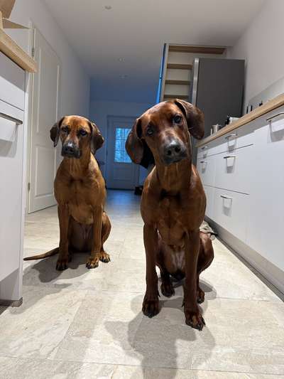 Rhodesian Ridgeback-Beitrag-Bild