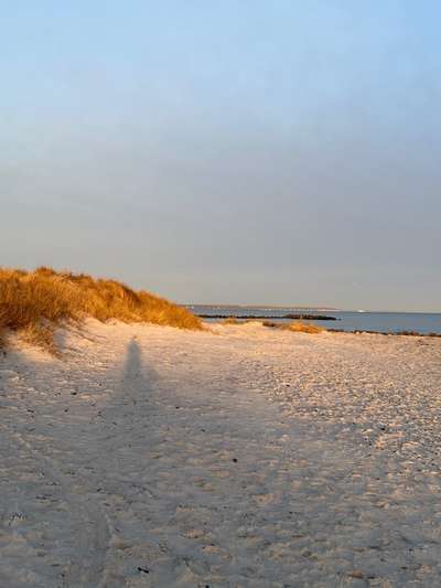 Rhodesian Ridgeback-Beitrag-Bild