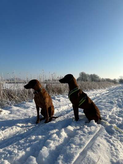 Rhodesian Ridgeback-Beitrag-Bild