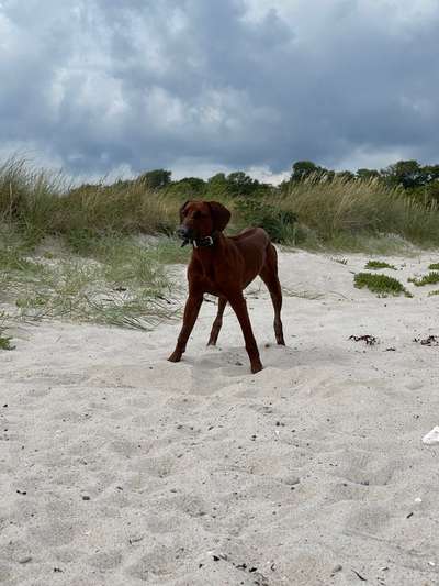 Rhodesian Ridgeback-Beitrag-Bild
