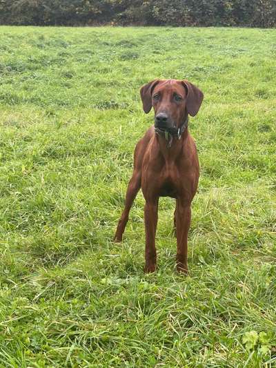 Rhodesian Ridgeback-Beitrag-Bild
