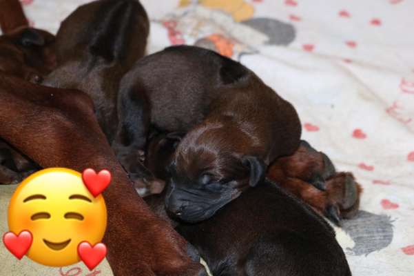 Rhodesian Ridgeback-Beitrag-Bild