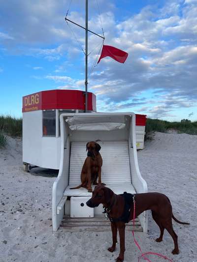 Rhodesian Ridgeback-Beitrag-Bild