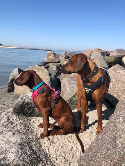 Das passende Brustgeschirr-Beitrag-Bild