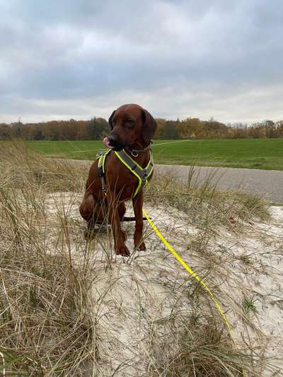 Rhodesian Ridgeback-Beitrag-Bild