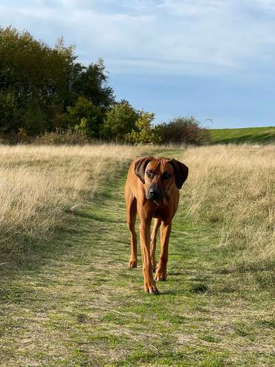 Rhodesian Ridgeback-Beitrag-Bild
