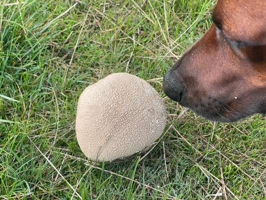 Rhodesian Ridgeback-Beitrag-Bild