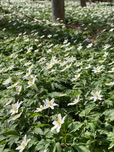 Rhodesian Ridgeback-Beitrag-Bild