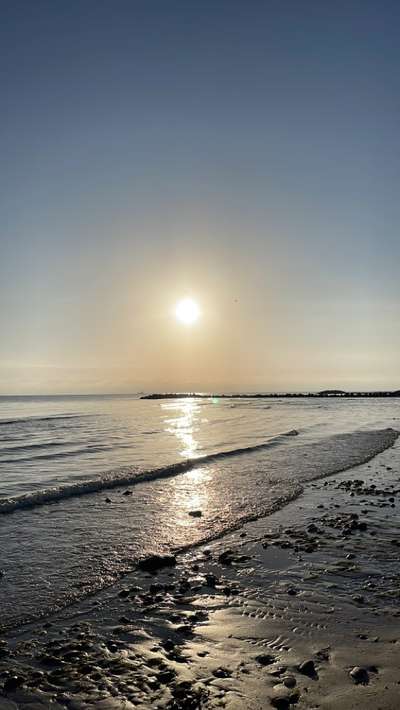 Rhodesian Ridgeback-Beitrag-Bild