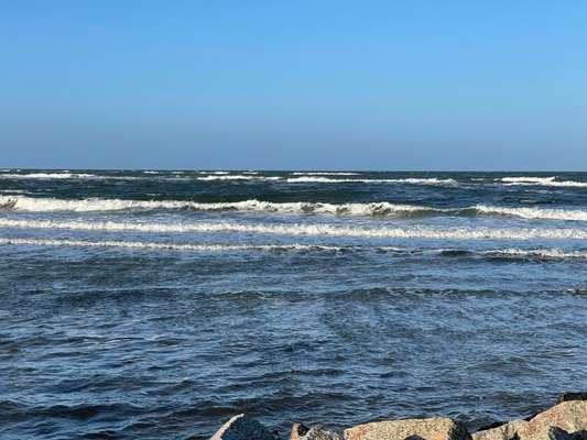 Rhodesian Ridgeback-Beitrag-Bild