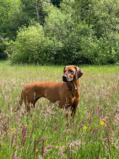 Rhodesian Ridgeback-Beitrag-Bild