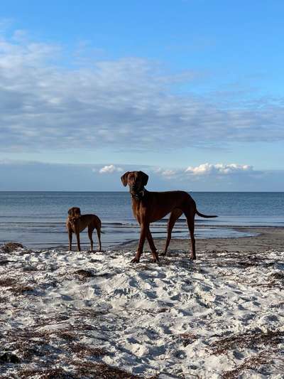 Rhodesian Ridgeback-Beitrag-Bild