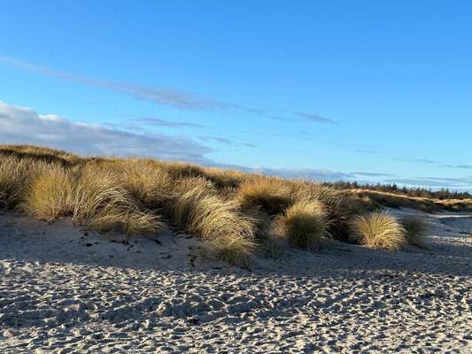 Rhodesian Ridgeback-Beitrag-Bild