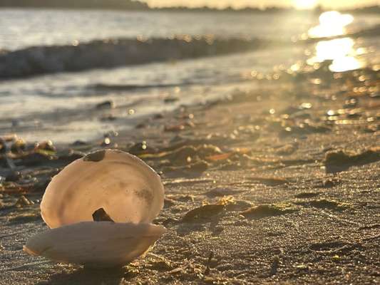 Rhodesian Ridgeback-Beitrag-Bild