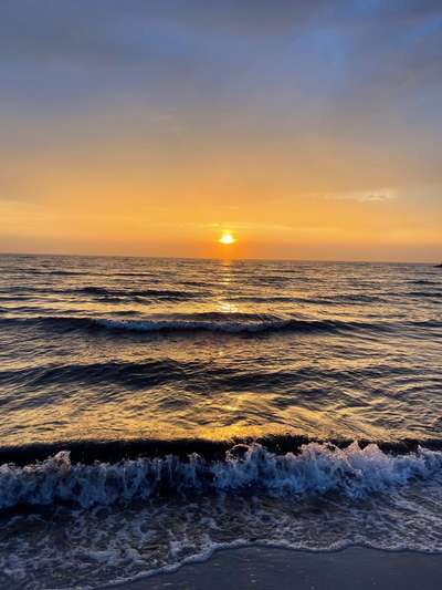 Rhodesian Ridgeback-Beitrag-Bild