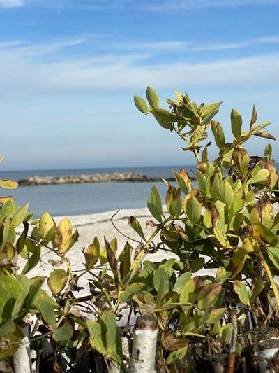 Rhodesian Ridgeback-Beitrag-Bild