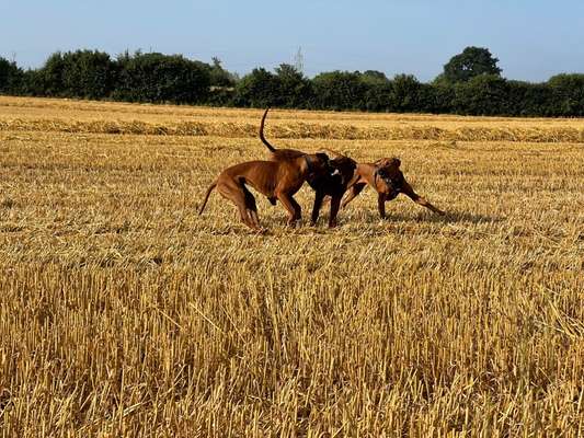Rhodesian Ridgeback-Beitrag-Bild
