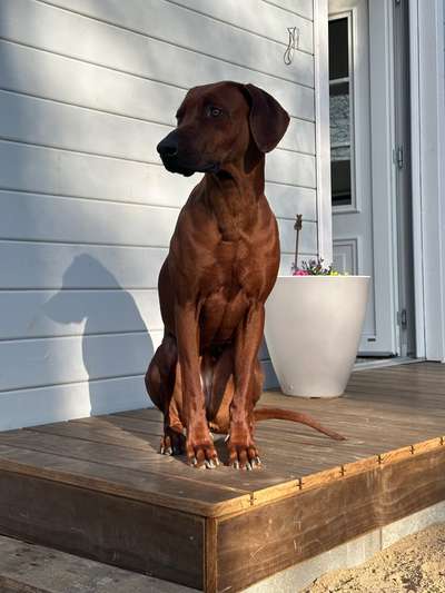 Rhodesian Ridgeback-Beitrag-Bild