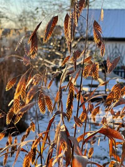 Rhodesian Ridgeback-Beitrag-Bild