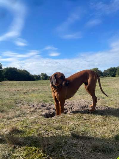 Rhodesian Ridgeback-Beitrag-Bild