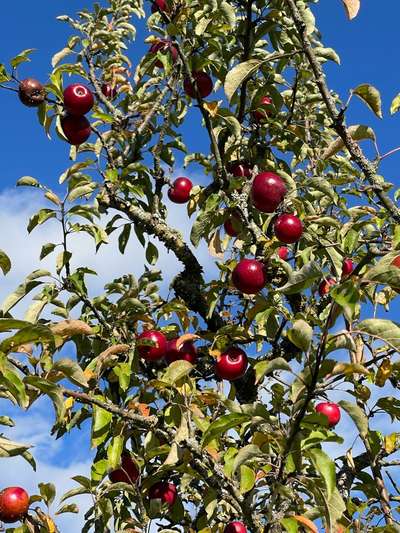 Rhodesian Ridgeback-Beitrag-Bild