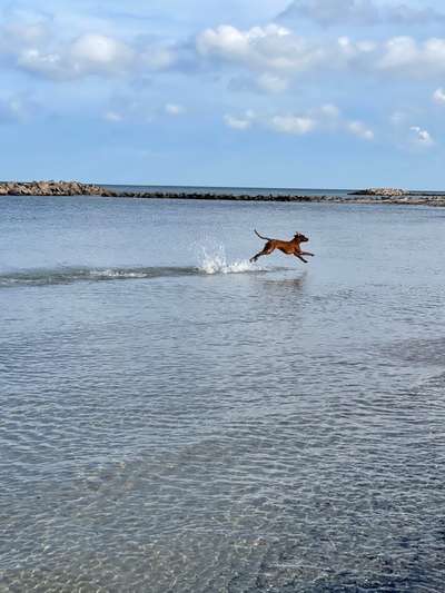 Rhodesian Ridgeback-Beitrag-Bild