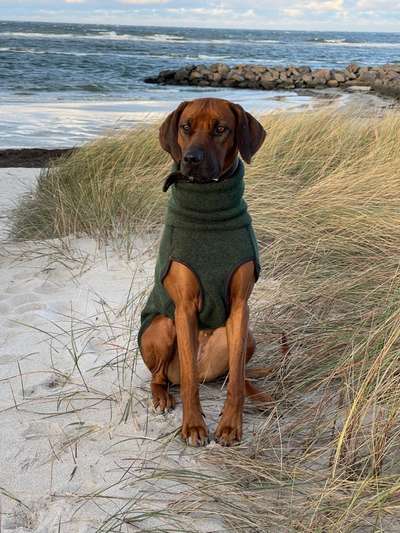 Rhodesian Ridgeback-Beitrag-Bild