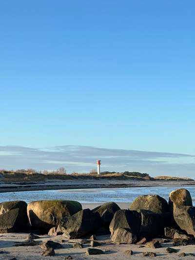 Rhodesian Ridgeback-Beitrag-Bild