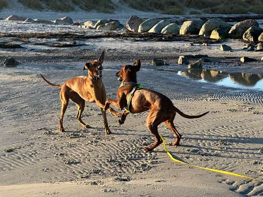 Rhodesian Ridgeback-Beitrag-Bild