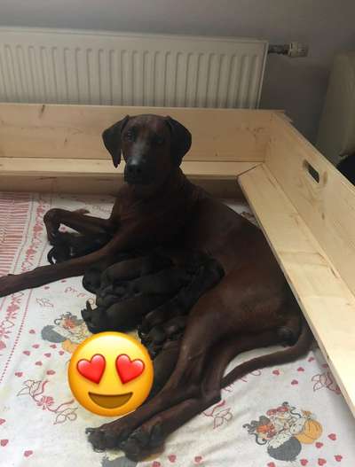 Rhodesian Ridgeback-Beitrag-Bild