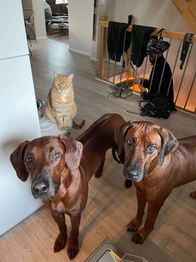 Rhodesian Ridgeback-Beitrag-Bild