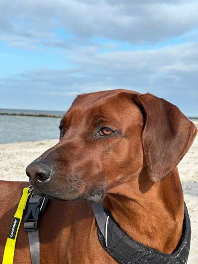 Rhodesian Ridgeback-Beitrag-Bild
