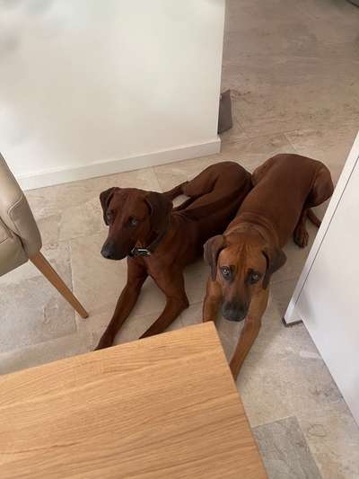 Rhodesian Ridgeback-Beitrag-Bild