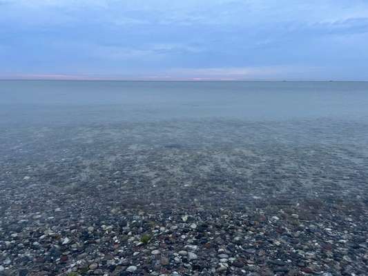 Rhodesian Ridgeback-Beitrag-Bild