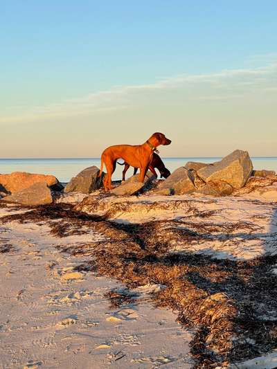Rhodesian Ridgeback-Beitrag-Bild